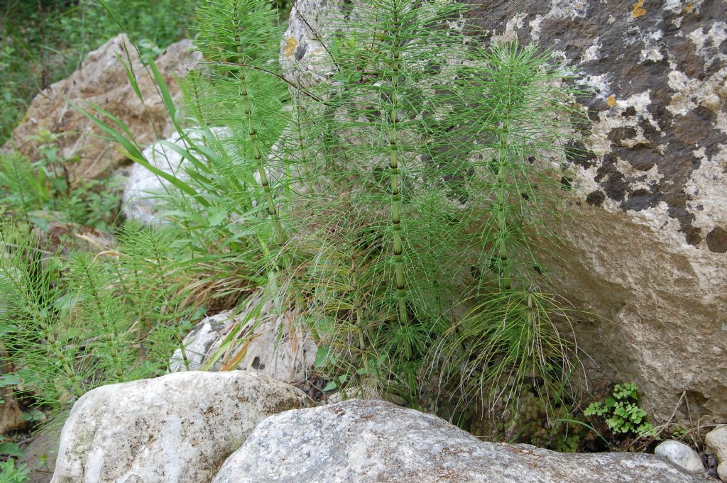 Equisetum telmateja - Valle dell''Anapo